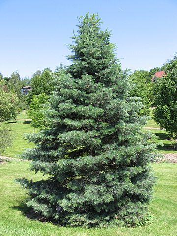 Gümüşi Göknar / Abies concolor