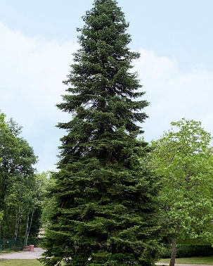Doğu Karadeniz Göknarı / Abies nordmanniana