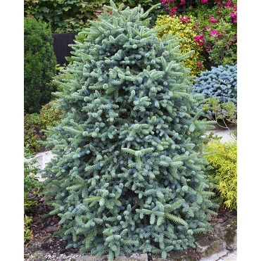 İspanyol Göknarı / Abies pinsapo
