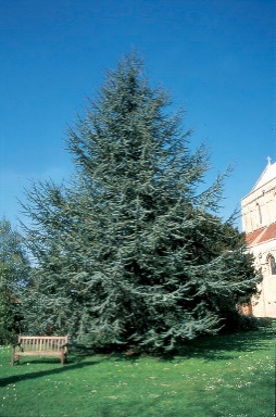 Atlas Sediri / Cedrus atlantica