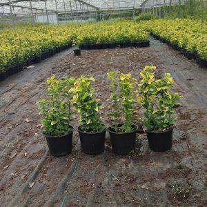 Gold Taflan / Euonymus Japonica Aurea
