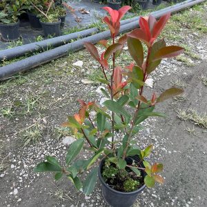 Alev Çalısı / Photinia Red Robin