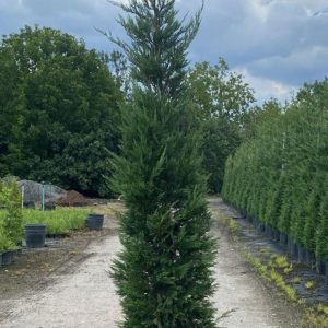 Leylandi / Cupressus Leylandii