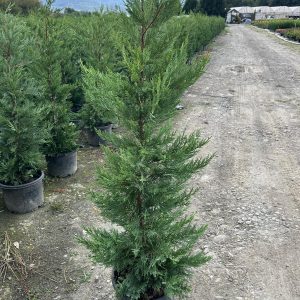Leylandi / Cupressus Leylandii