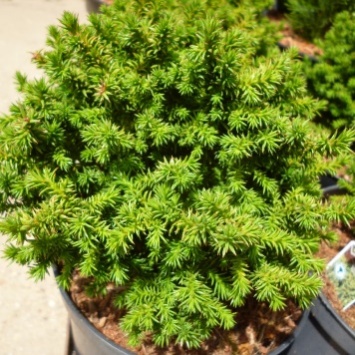 Japon Kadife Çamı / Cryptomeria japonica
