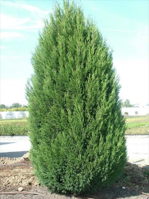 Melez Servi / Cupressocyparis leylandii