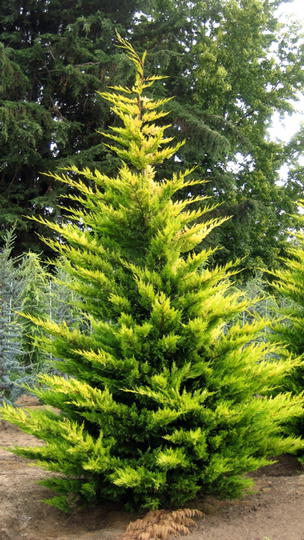 Gold Rider Melez Servi / Cupressocyparis leylandii ‘Gold Rider’
