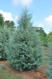 Mavi Arizona Servisi / Cupressus arizonica ‘Glauca’