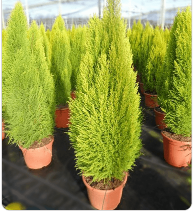 Limoni Servi / Cupressus macrocarpa ‘Goldcrest’