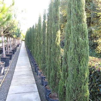 Kalem Servi / Cupressus sempervirens ‘Pyramidalis’