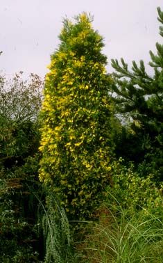 Batı Ladini / Picea abies