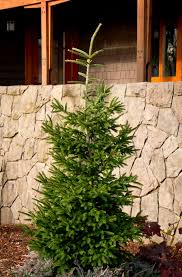Doğu Ladini / Picea orientalis