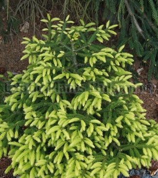 Altuni Doğu Ladini / Picea orientalis ‘Aurea’