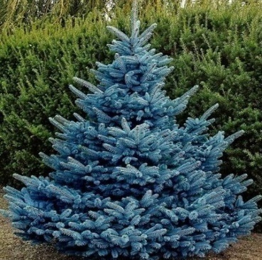 Mavi Ladin / Picea pungens