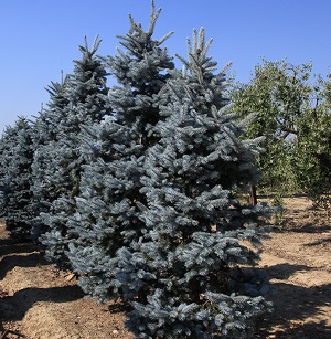 Mavi Atlas Sediri / Cedrus atlantica ‘Glauca’