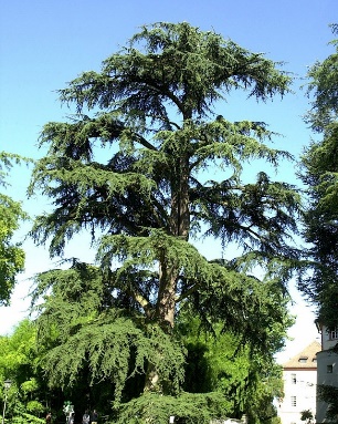 Lübnan Sediri / Cedrus libani