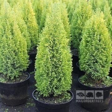 Lawson Yalancı Servisi / Chamaecyparis lawsoniana